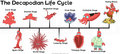 Decapodian Life Cycle.jpg